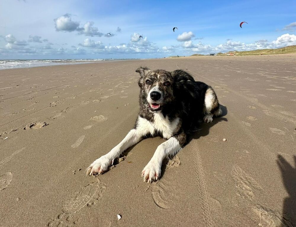 Barney, Bürohund